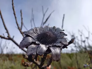 Verbrannte Protea
