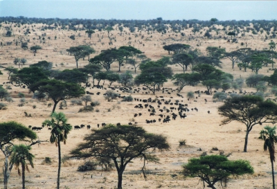 TZ26_buffelherde-400
