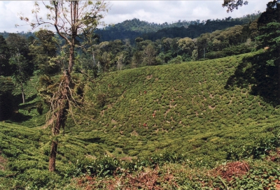 TZ42_teeplantage-400