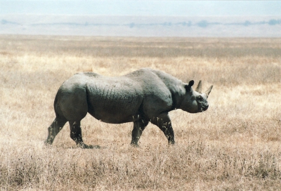 TZ7_Rhino-400