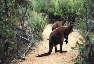 aus18_kangaroos-400
