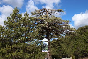 Die Flag Pine im Llogare Nationalpark