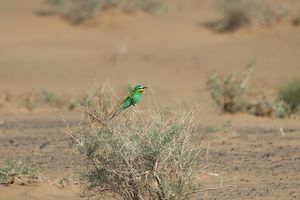 Blauwangenspint (Blue-cheeked Bee-Eater)