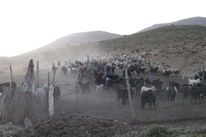 Die Herde auf dem Weg in ihren Stall