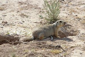 Das einzige Wildtier, das wir im Heidary Wildlife Refuge gesehen haben ...