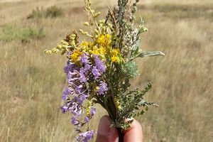 Ein bunter Strauß aus der Steppe