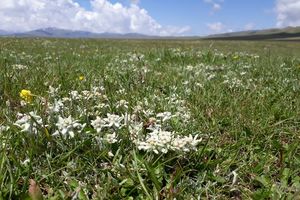 Edelweiß in Hülle und Fülle