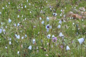 Glockenblumen