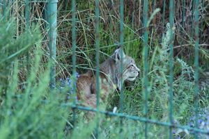 Luchs