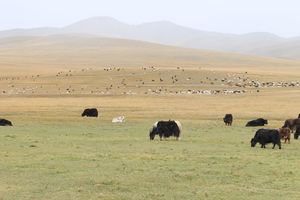 In dieser Höhe gibt es nicht nur Schafe und Ziegen, sondern auch Yaks