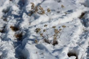 Edelsweiss im Schnee