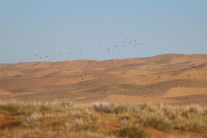 Sandflughühner ziehen vorbei