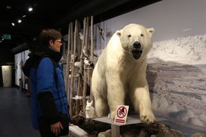 Im Eisbärenklub