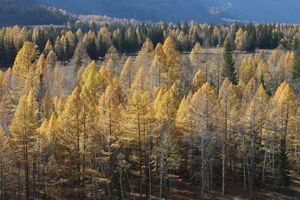 Gelbgefärbte Lärchenwälder