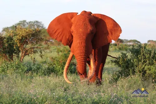 Roter Elefant mit großen Stoßzähnen