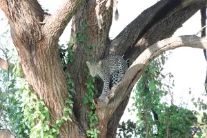 Leopard auf dem Weg nach unten