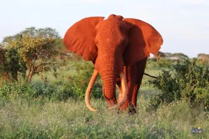 Die Elefanten haben gewaltig große Stoßzähne 