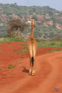 Eine Giraffe weist uns den Weg
