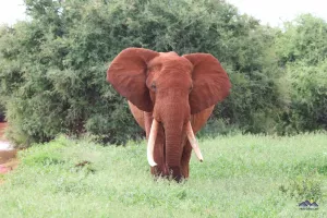 Ein weiterer kapitaler Elefantenbulle