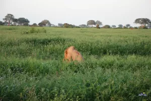 Das Löwenmännchen sorgt für Nachwuchs