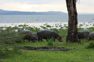Hippos am Flussufer