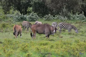 Eland-Antilopen und Zebras