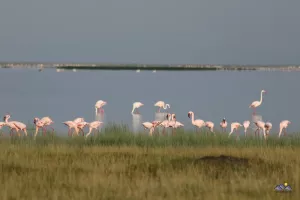 Kleiner Flamingo