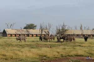 Büffel vor der ehemaligen Amboseli Lodge