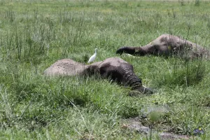 Elefanten grasen im Sumpf
