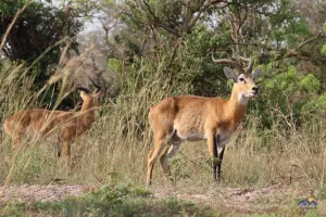 Kob Antilope