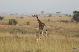 Giraffe mit Nachwuchs