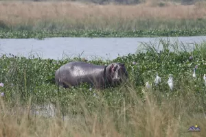 Hippos im seichten Wasser
