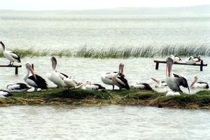 Pelikane am Lake Albert, South Australia