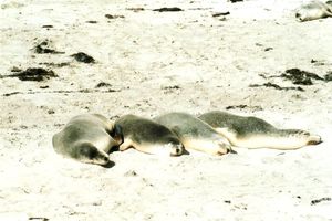 Robben sonnen sich am Strand