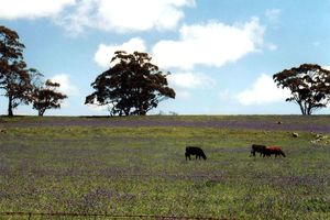 Blumenwiese, Clare Valley