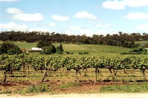 Weinberge, Clare Valley