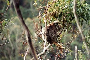 Koala-Bär im Baum