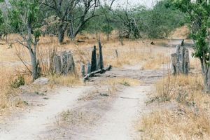 1st bridge im Moremi NP