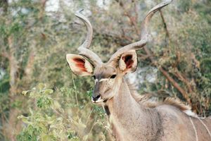 Kudu mit schönem Geweih
