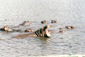 Hippos im Chobe River