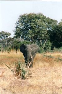 Eine beeindruckende Begegnung mit einem Elefant