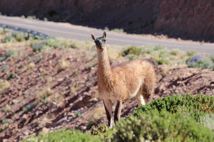 Altiplano