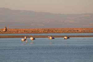 Laguna Chaxa