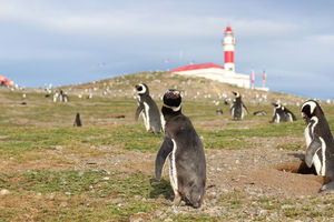 Magellan Pinguine