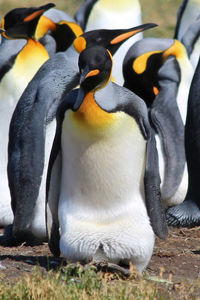 Königspinguine