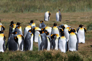 Königspinguine