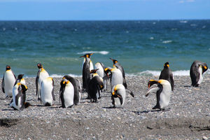 Königspinguine