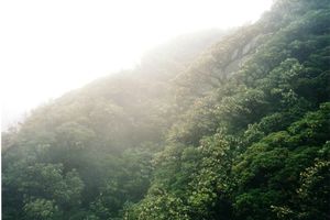 Nebelwald im Monteverde Reservat
