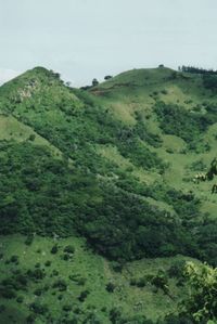 Blick auf die grünen Hügel von Monteverde