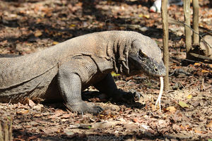 Beeindruckende "Drachen"